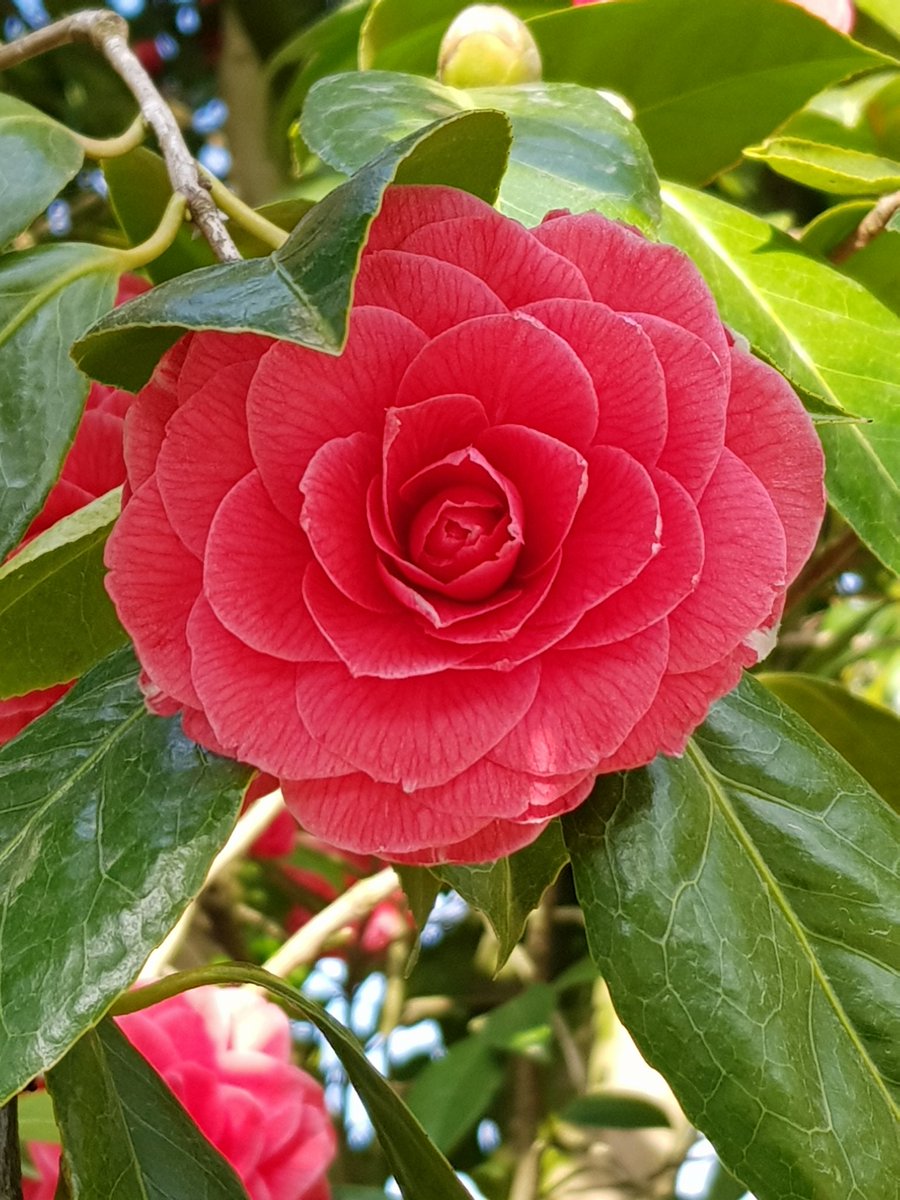 ISAGRAM49's tweet photo. #CultureAngers🌸
#VendrediPhoto #MontreTonCamelia !
Petite revue de variétés au #JardinDuMail !
#Battleflower
#IlnyAPasQueLesMagnolias https://t.co/neEA9wRgnI
