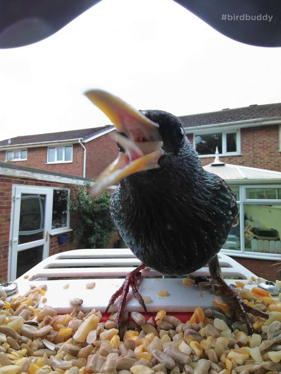 The Starlings are still providing thr best photos on the ole #birdbuddy