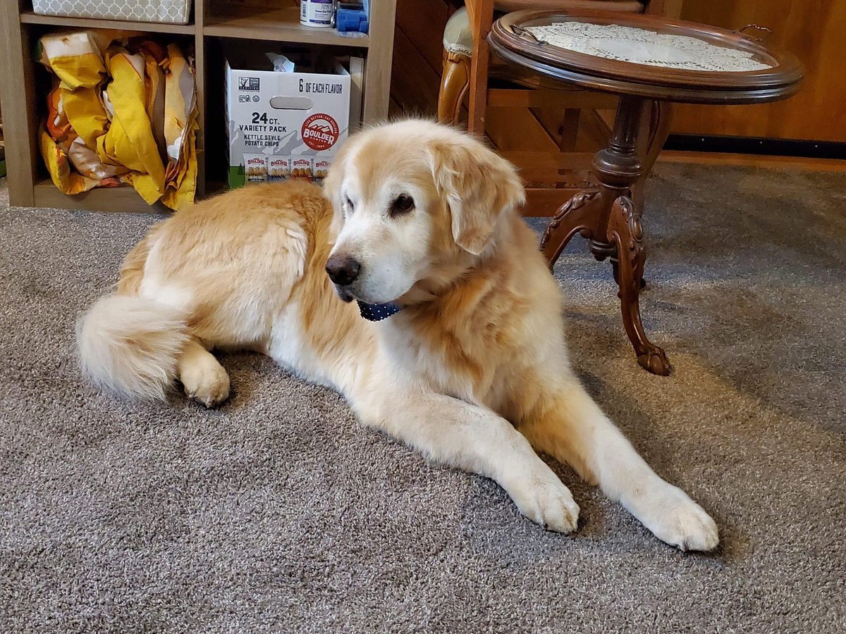 Golden The Best (@golden_the_best) / Posts / X