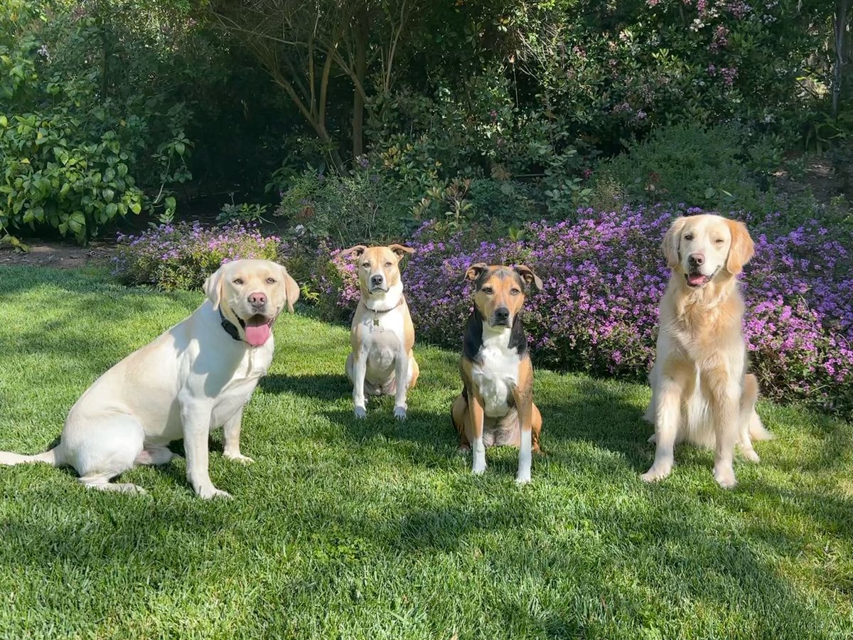 Happy Spring from our pack to yours. 🐾