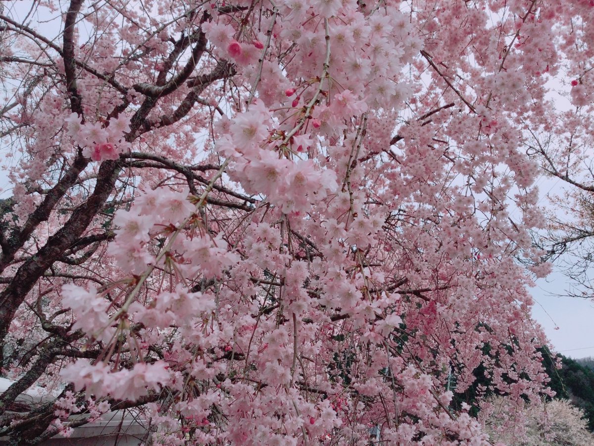 #SOI2023横浜  2日目🌸🌸🌸今日も
羽生結弦選手と皆様が元気で幸せでありますように🙏 
さあ、今日も頑張るぞ💪😤
#羽生結弦さんに幸せ願う満天の桜を届けよう