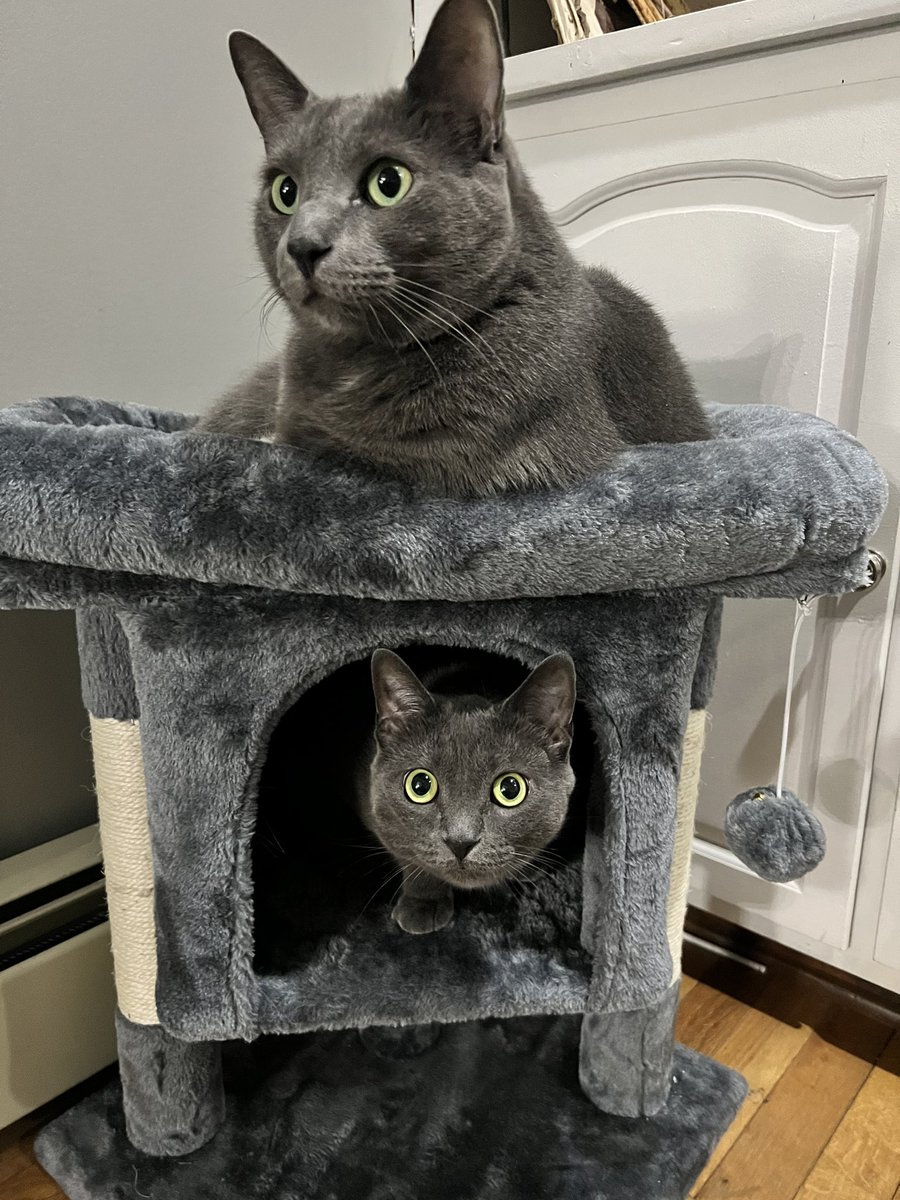 GeekGarden's tweet photo. Big brother (top) &amp; his sister in their new cat tower 🐈‍⬛
#Cat #cats #Kitties https://t.co/ObQYgA4Nu5