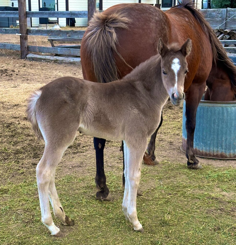 Loftus Livestock LLC tweet media