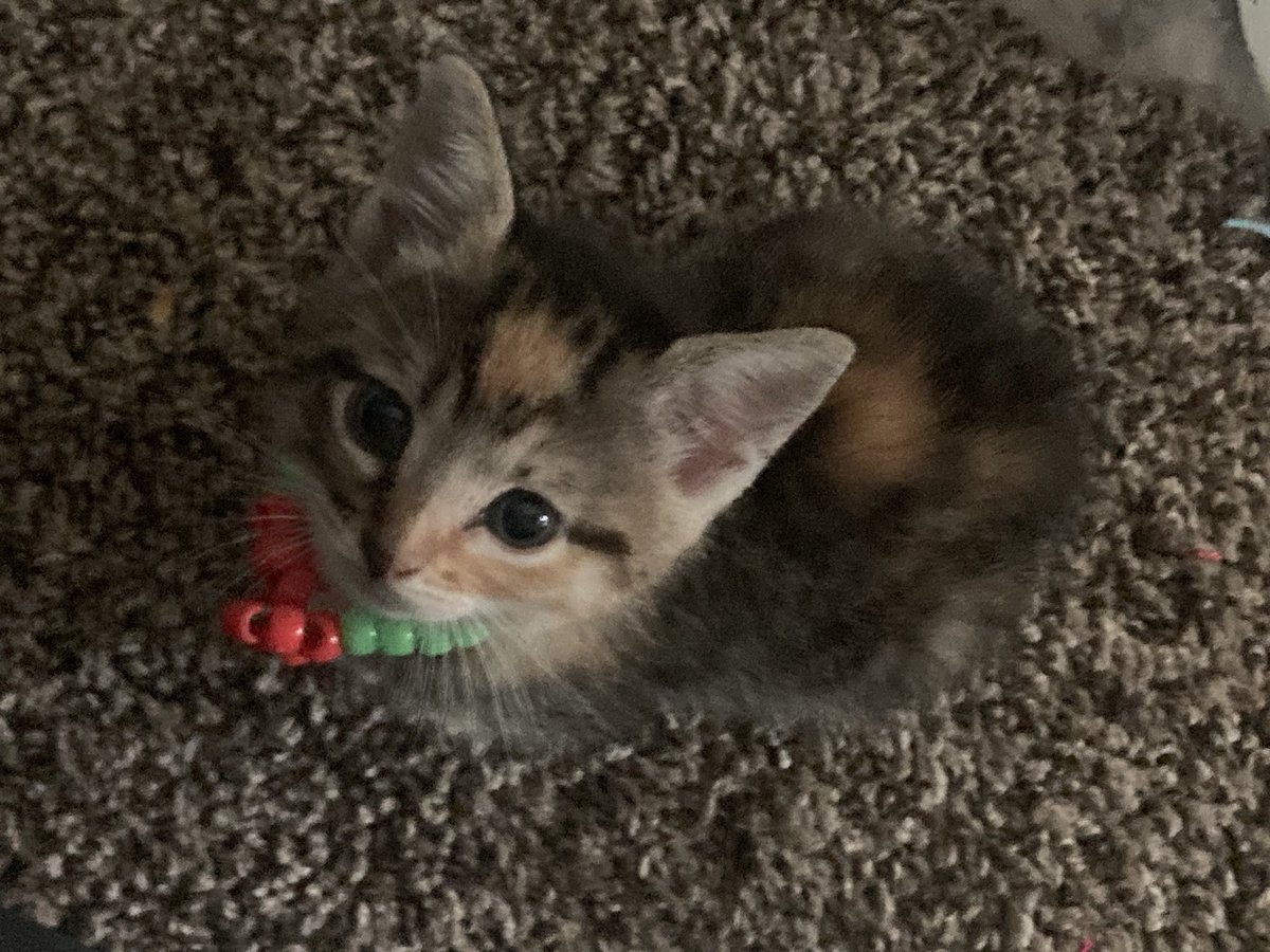 sammyquotez's tweet photo. ending it wwith kitty pics ok bye noww <33 ) https://t.co/iBmgGUvHNF