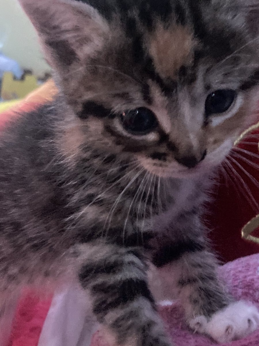 sammyquotez's tweet photo. ending it wwith kitty pics ok bye noww <33 ) https://t.co/iBmgGUvHNF