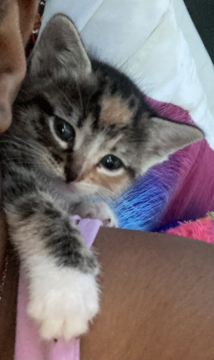 sammyquotez's tweet photo. ending it wwith kitty pics ok bye noww <33 ) https://t.co/iBmgGUvHNF