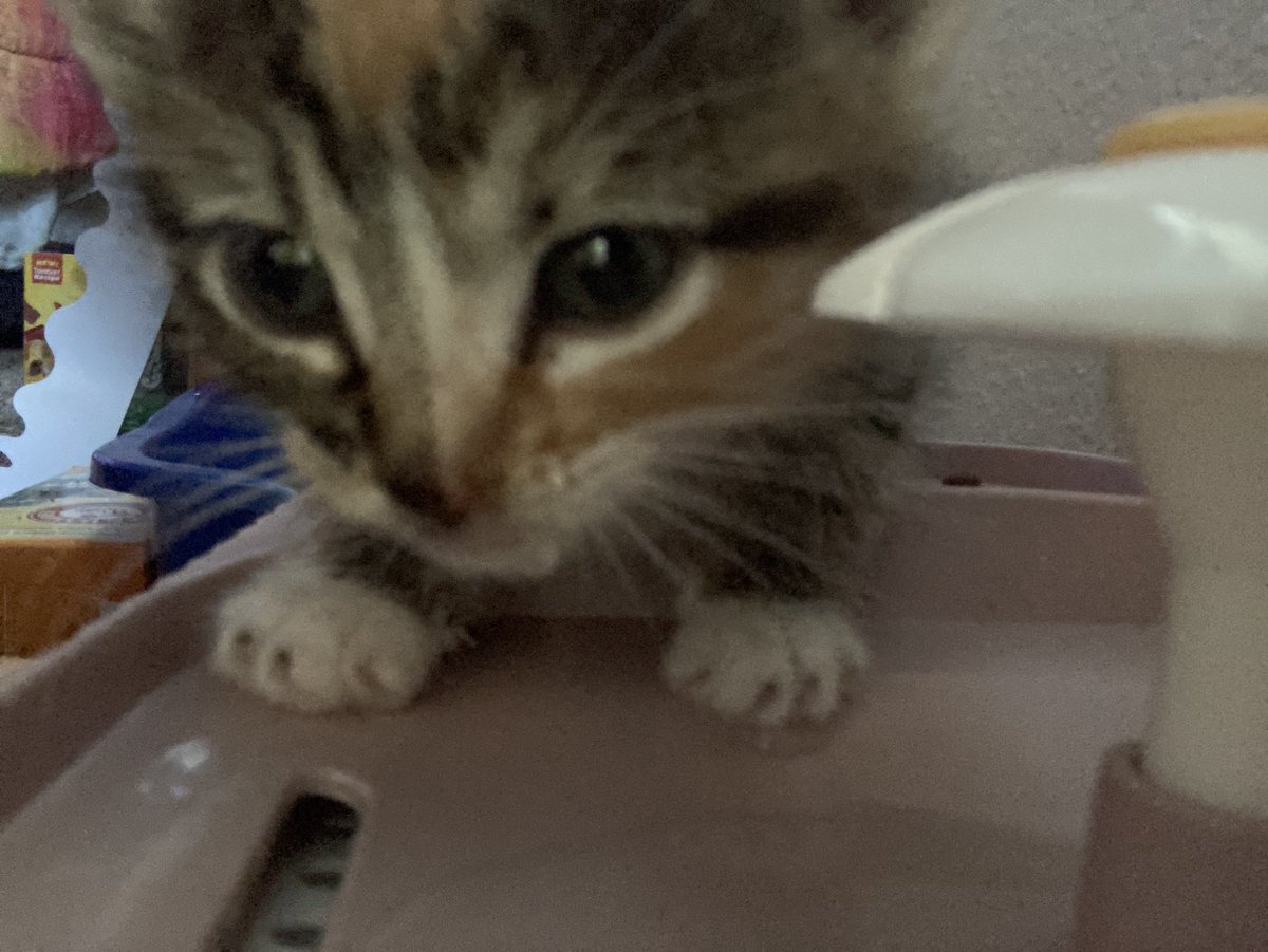 sammyquotez's tweet photo. ending it wwith kitty pics ok bye noww <33 ) https://t.co/iBmgGUvHNF