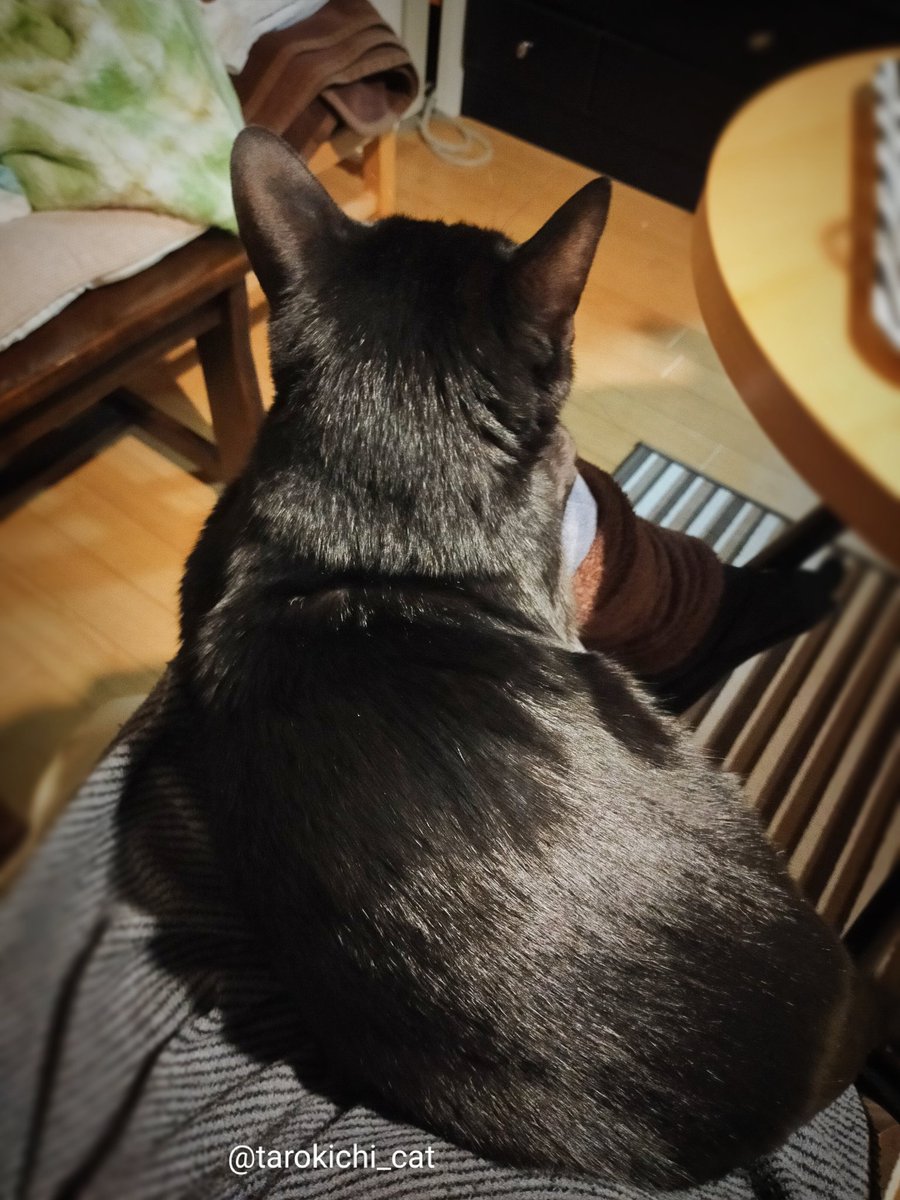 tarokichi_cat's tweet photo. おれの後頭部に萌えてくれ
#ねこのいる生活 https://t.co/2HXMWJzG3G
