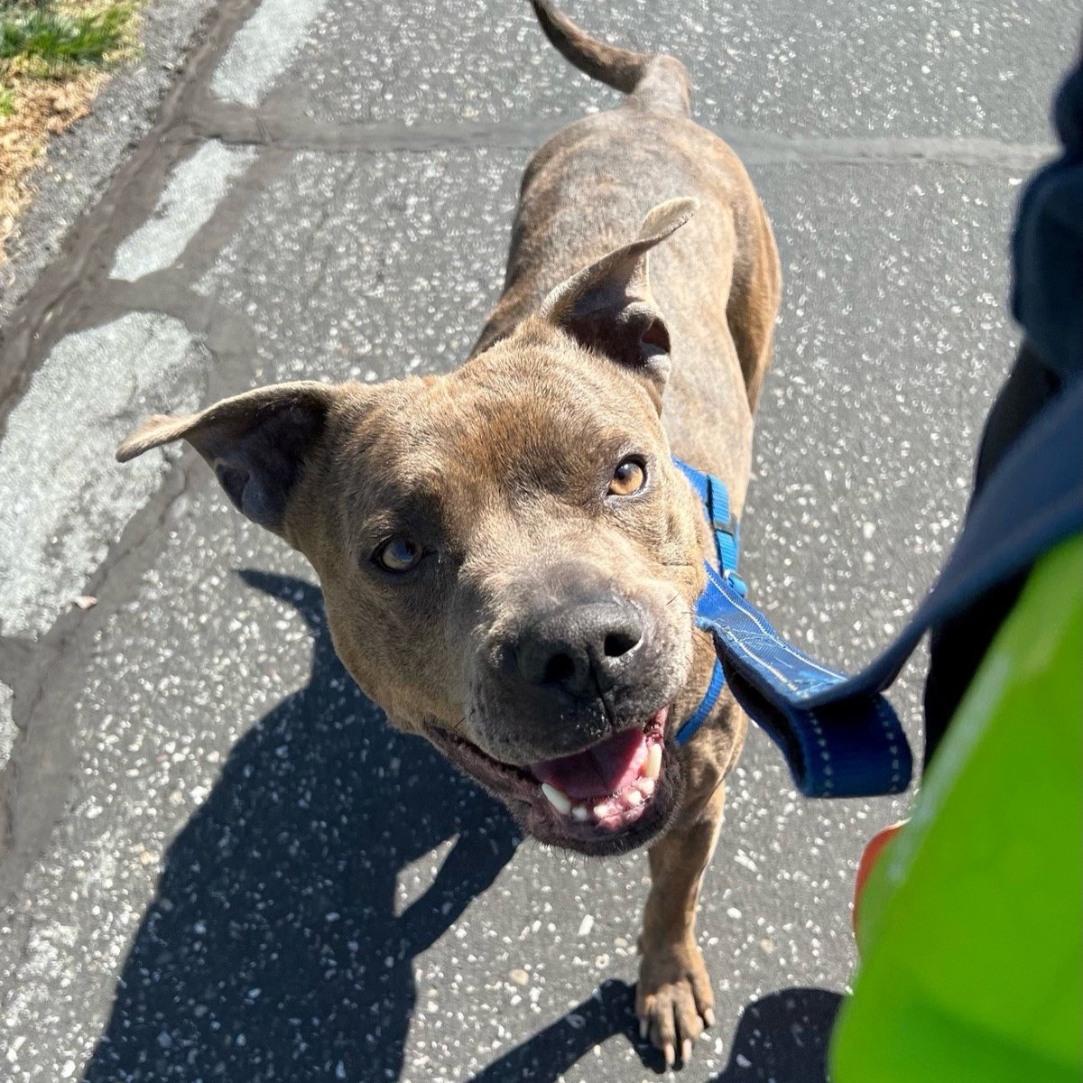 'Belly rubs, please!'- Buttercup's first thought when she meets someone new. After giving you a friendly lick, she'll flop right over on her back! Our energetic, bubbly girl would be a great addition to most families. Set up a meet-and-greet today: petsinneed.org/dogs/buttercup