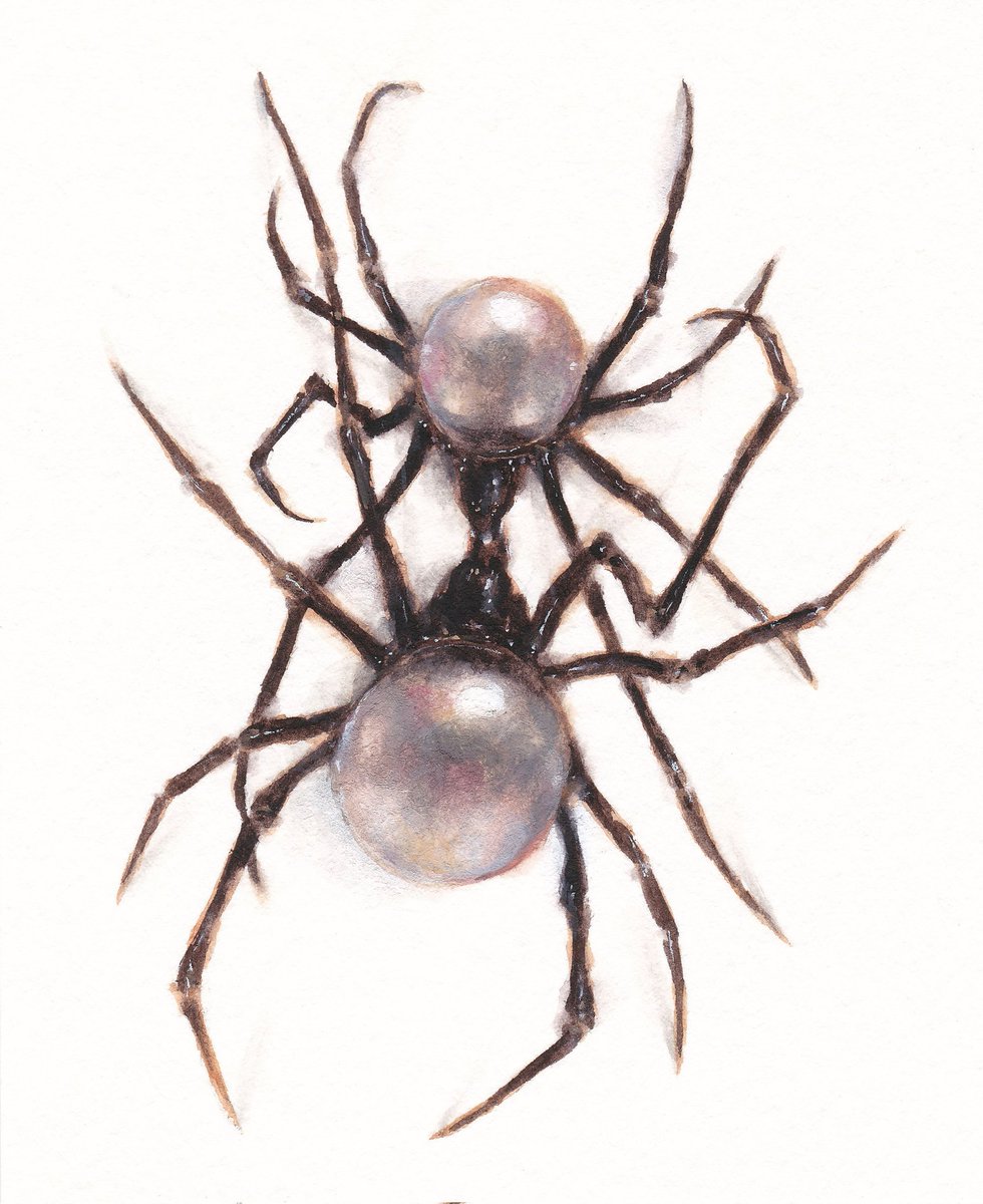 venatrix