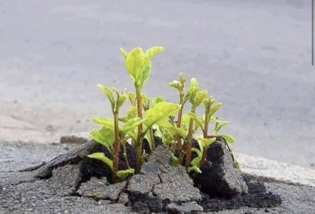 سنابل الخير🇦🇪 | صلّوا عالنّبي ﷺ tweet media