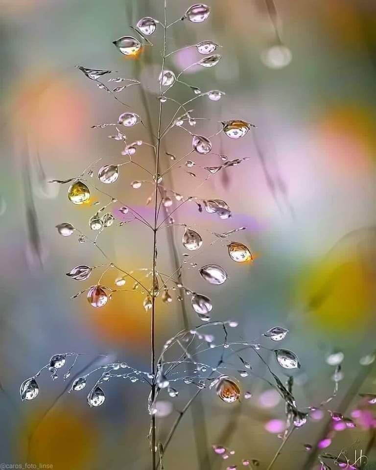 Nature draws: crystal drops of rain...