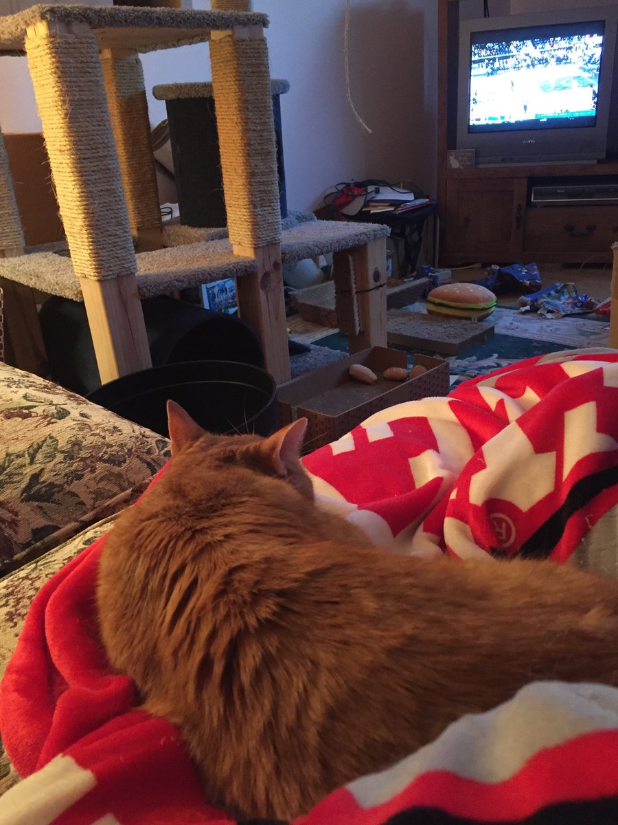 OrangeDude2020's tweet photo. The nightly routine- watching a game on the couch with Dad!!  😺  I’m sure we’ll both fall asleep before half time though, as usual.  😸😸😸
#Cats #CatsOfTwitter #CatsOnTwitter https://t.co/Lqw7p30rz8