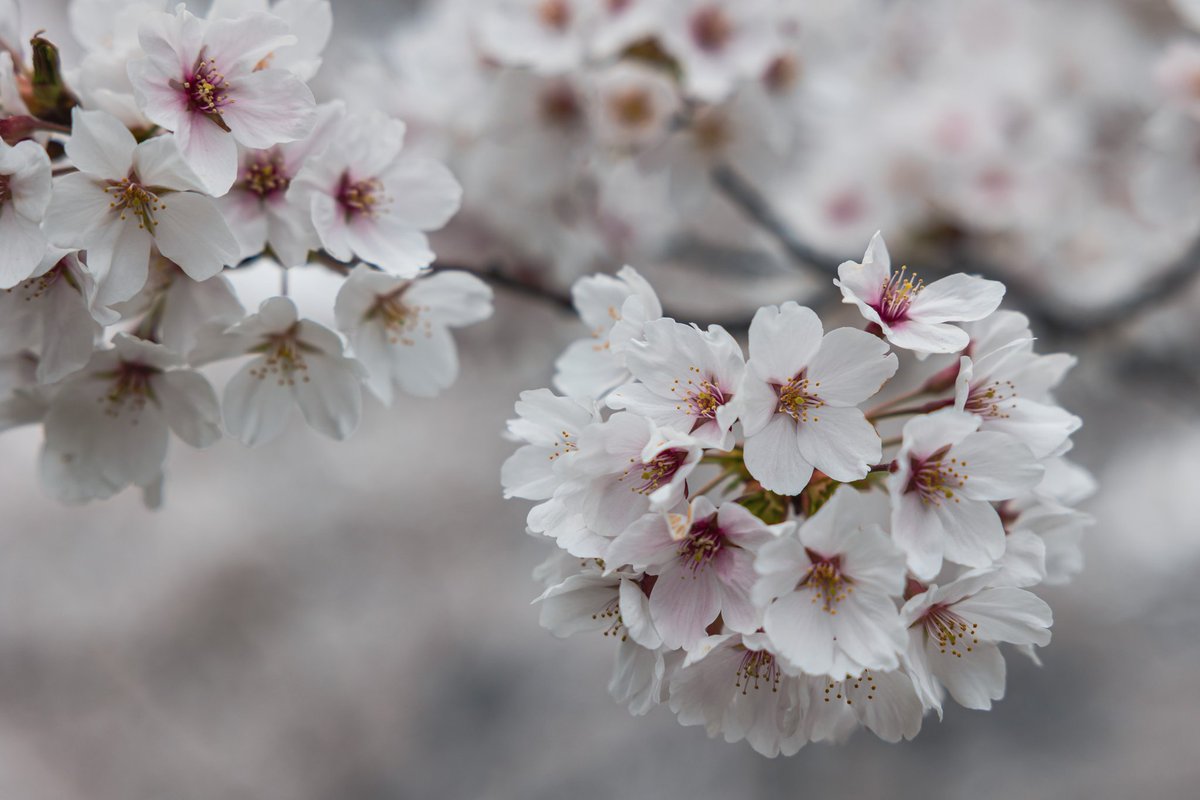 MichelTravels's tweet photo. Cherry Blossom at Temple Site

#japan #nagano #zenkoji #sakura #cherryblossom #blossom https://t.co/x64lLMM3rR