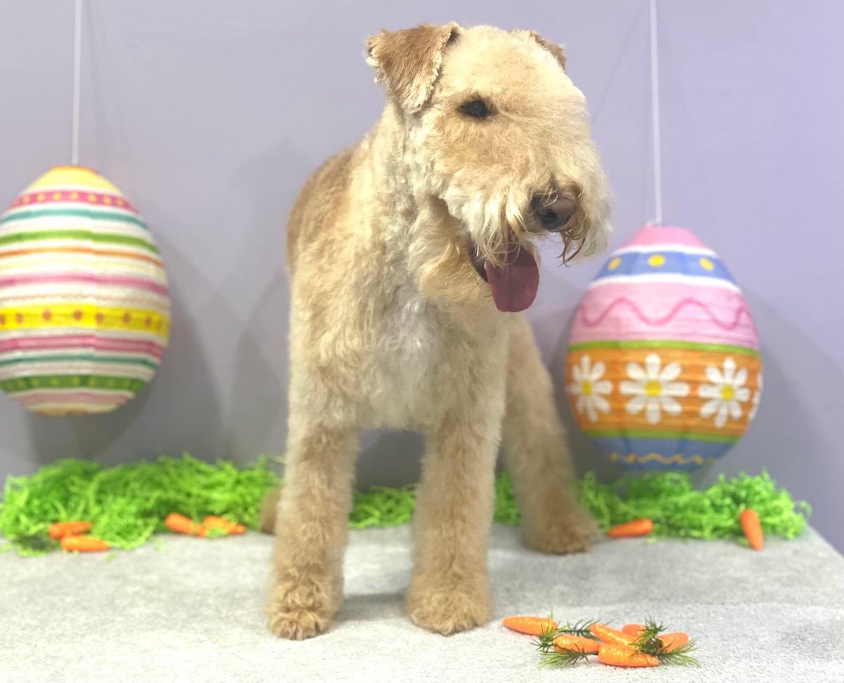 Happy 🐣 Easter to all my friends. picture from my spa day today. #Lakelandterrier