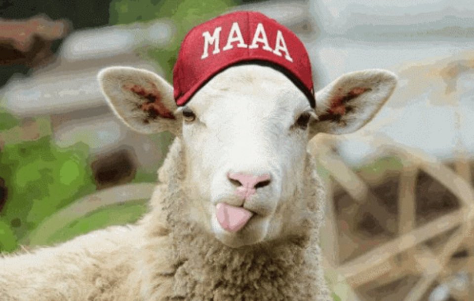 Righto #agtwitter, here's a hack to retake twitter for its higher purpose: talking about farming!
Just RETWEET every reply you make &amp; they will all magically reappear in all our Following feeds, just like before.

Retweet this (&amp;then do it!) to Make Agtwitter Amazing Again! #MAAA