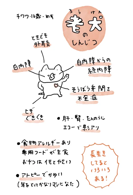 老犬の話 ニーニーの場合 