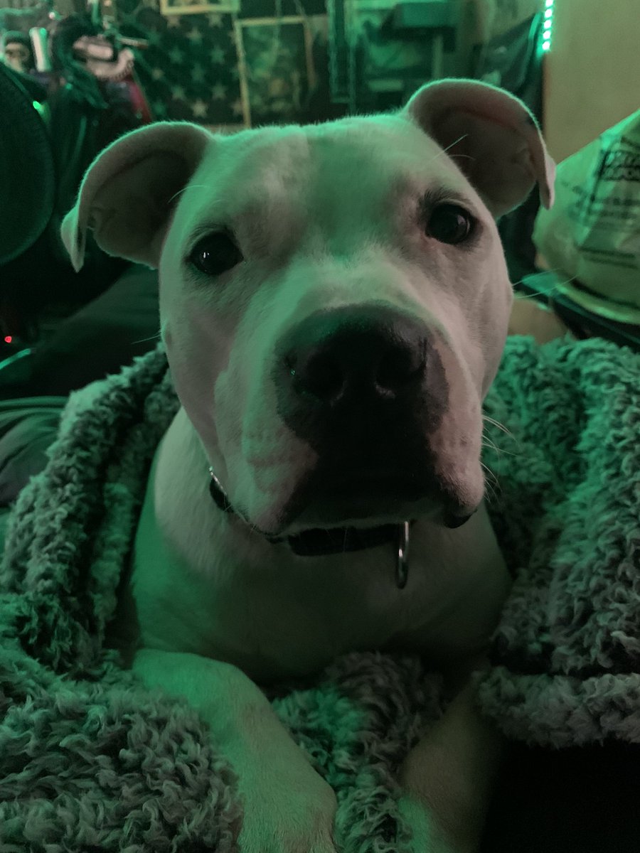 HawKNLoaD's tweet photo. 🤘💚🐶 https://t.co/FGepczpbNB