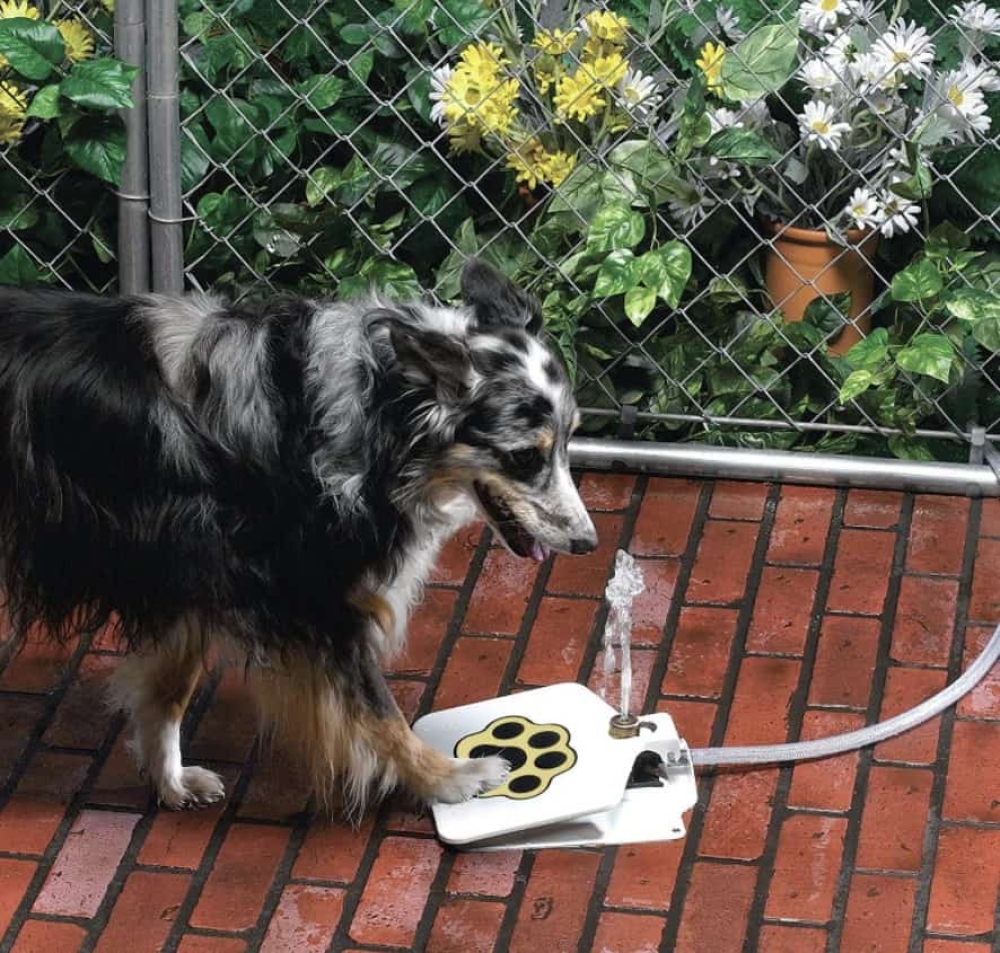 Automatic Outdoor Dog Water Fountain

$ 59.99

 #topofcargadgets #cheaprates #affordable

Tag a friend who would love this!

FREE Shipping Worldwide ✈️

topofcargadgets.com/automatic-outd…