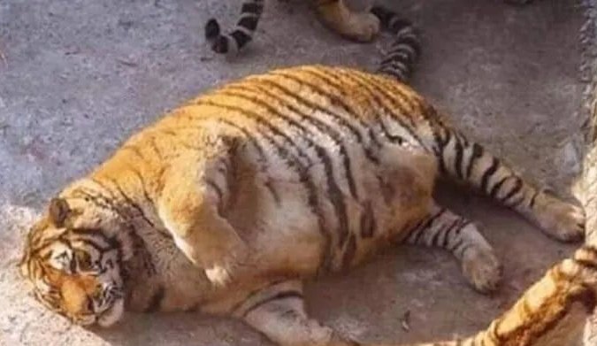 ZeeShan3908's tweet photo. People : "You can do anything! There's a tiger inside you!"

The tiger inside me : https://t.co/HvsBTyjxJX