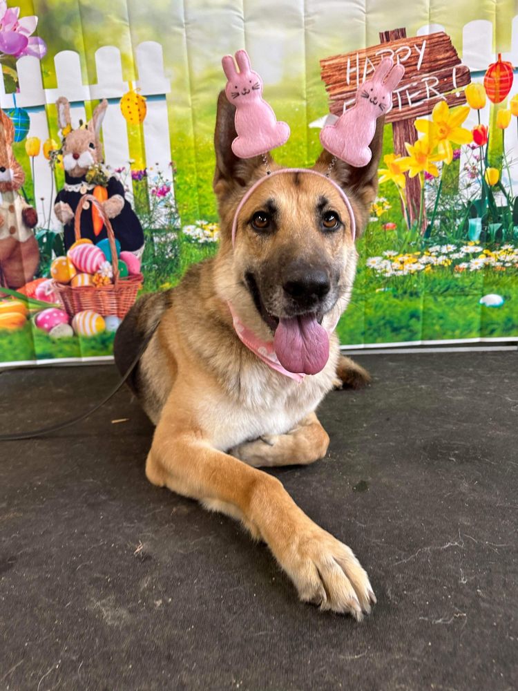 Are you looking for a cute Easter pup? Well, we have a few! Molly, Brandi, and Maggie are ready to hop around with their forever family. Check out all of our adoptable pups here: magsr.org/dogs
#MAGSR #rescue #foster #rescuedog #gsdlove