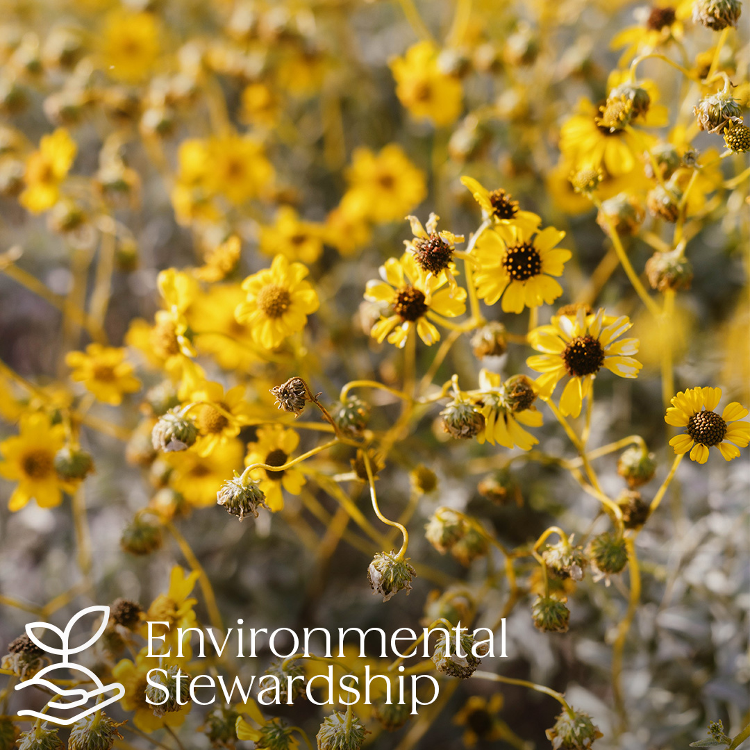 Being great stewards of our environment is the Teravalis way. To us, this means salvaging native vegetation for use throughout the community and planning for water conservation and alternative energy, consulting with industry experts regularly, and so much more. #Teravalis