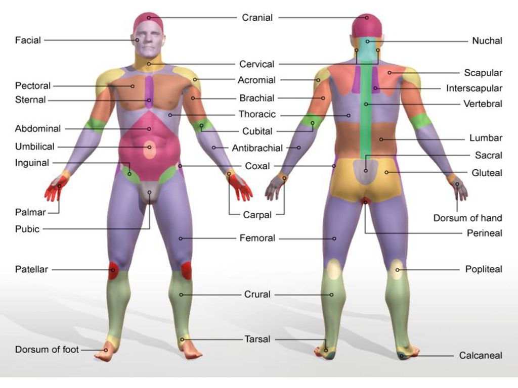 on Twitter "Quick Reference Anatomical Terms"