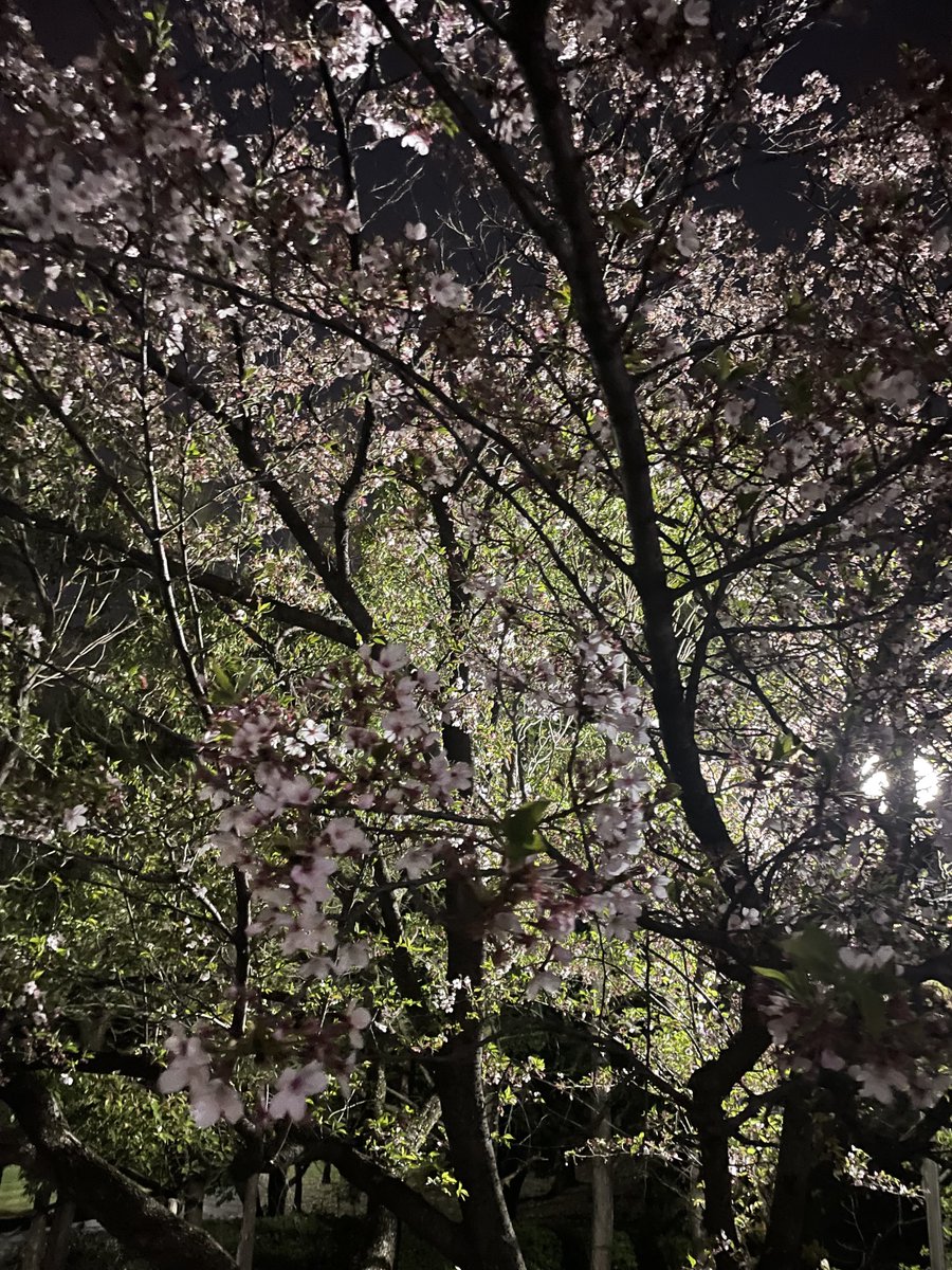 insist_Corp's tweet image. おはようございます🐰
今日はめちゃめちゃ雨ですね☔
夜お散歩してたときの公園の桜がもう
色が変わり始めていました🫢
季節の移り変わりが早いですね～
週末！頑張りましょう！
#CAD 
#エンジニア 
#企業公式が毎朝地元の天気を言い合う 
#企業公式相互フォロー 
#企業公式春のフォロー祭り