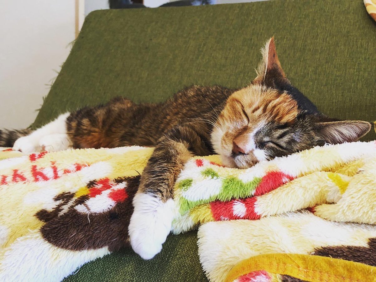 CPtsukuba's tweet photo. もうすぐ19歳になるお姉様の寝顔🧡

数年間シッターさせて頂いている為か、全くスタッフには興味がない様子が（笑）逆に安心で嬉しいです😊

最後は猫寝入り💤お姉様でした♪
#いつもありがとうございます
#愛玩動物国家試験合格
#ケアペッツつくば
#キャットシッター
#みらい平
#みどりの https://t.co/zf5iscuZcc
