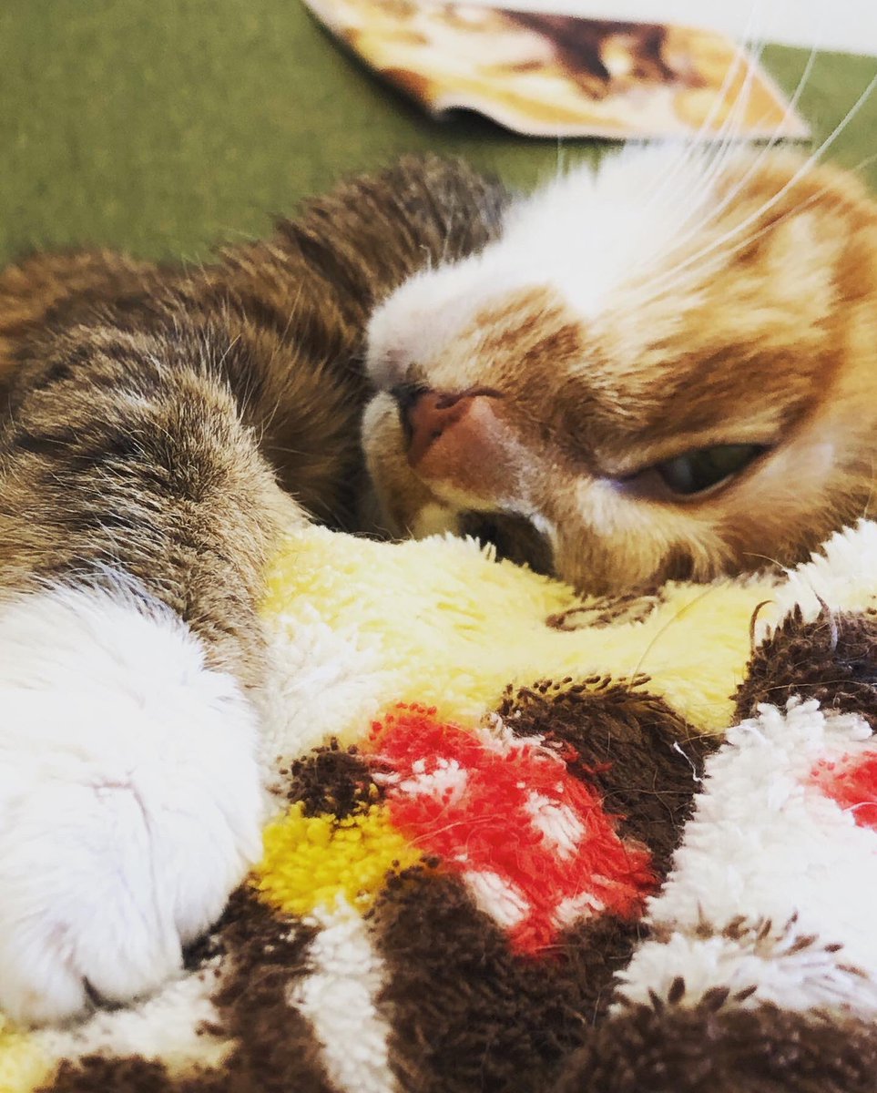 CPtsukuba's tweet photo. もうすぐ19歳になるお姉様の寝顔🧡

数年間シッターさせて頂いている為か、全くスタッフには興味がない様子が（笑）逆に安心で嬉しいです😊

最後は猫寝入り💤お姉様でした♪
#いつもありがとうございます
#愛玩動物国家試験合格
#ケアペッツつくば
#キャットシッター
#みらい平
#みどりの https://t.co/zf5iscuZcc