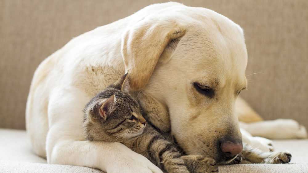 PrettyPetStore1's tweet photo. Who likes it? WOW https://t.co/Z3g8SpvpJk