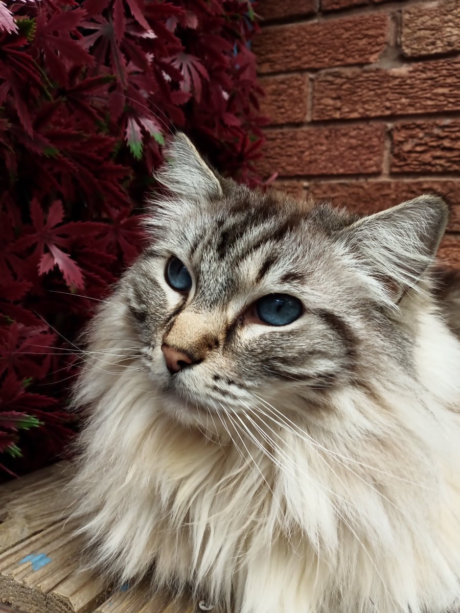 CatWome96887351's tweet photo. HELLO EVERYONE ❤️ I JUST WANTED TO WISH YOU ALL A VERY HAPPY EASTER 🐣🐇  SENDING LOTS OF LOVE TO YOU ALL ❤️🐣🐇 LOVE FROM ME RUPERT ROBIN AND  MY BROTHERS HERE AT CARELESS WHISKERS 🐣🐇 TAKE CARE AND THANK YOU FOR YOUR FRIENDSHIP 🐣🐇 MEANS MORE THAN YOU COULD EVER KNOW 🐣❤️ https://t.co/62o7XBNbOk