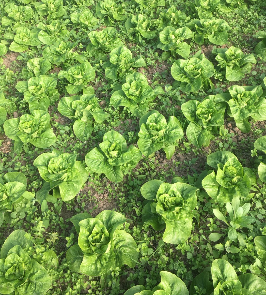 SOME FAB #ORGANIC VEG FOR YOU TO EAT! - mailchi.mp/c27f9447484a/o…