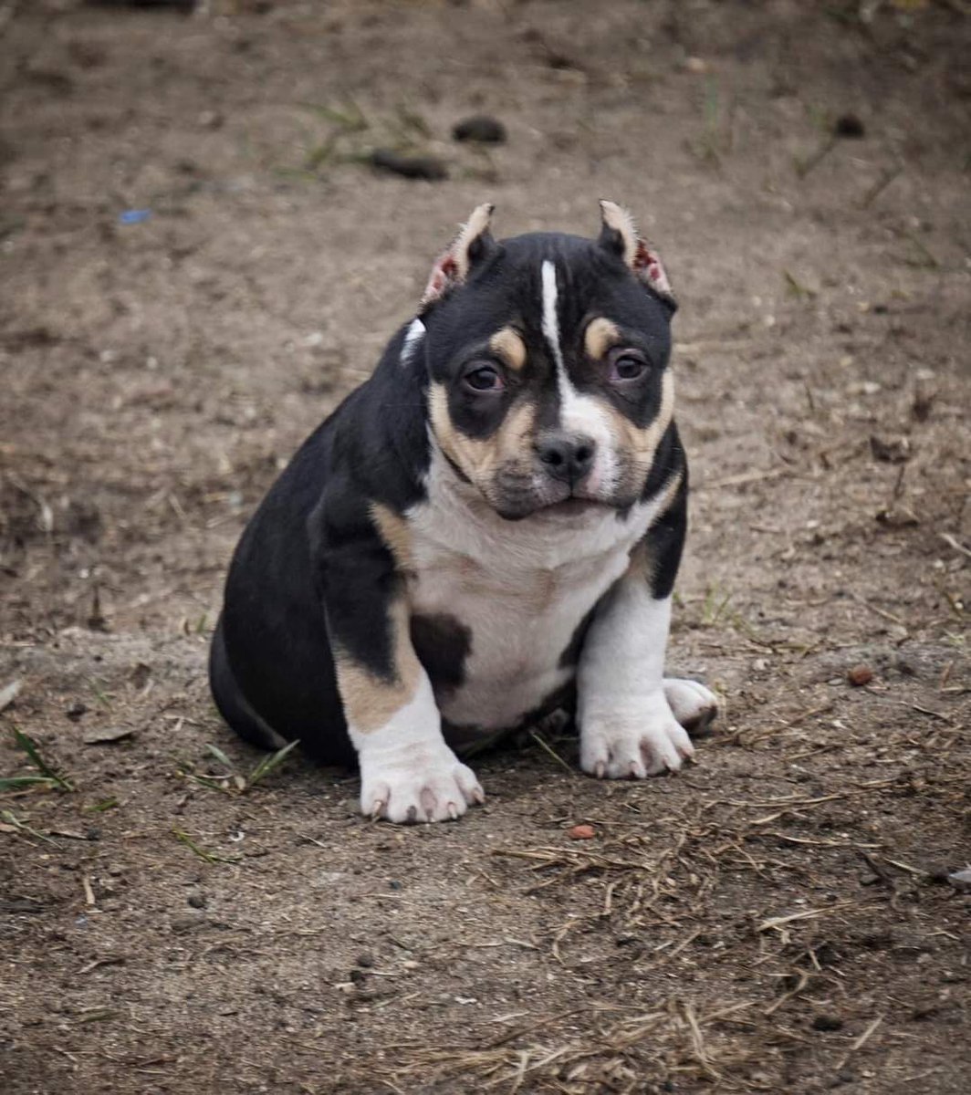 GetBuffBullys's tweet image. "Prince Zuko" when he was a puppy 😍
GETBUFFBULLYS.COM 
#GETBUFFBULLYS #americanbully #bullys #bullybreed #puppy #puppylove #puppies #pup #cute #handsome #dogoftheday #dogsoftwitter #bulldog #Pitbull