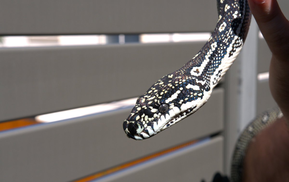 Nick Sandy tweet media