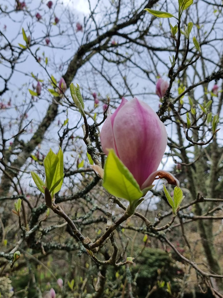 Magnolia 🥰

#magnolia #tree #plants #flower #flowers #spring #springflowers #Trelissick #nationaltrustsouthwest #Cornwall #lovecornwall #lovewhereyoulive #artdabsimages