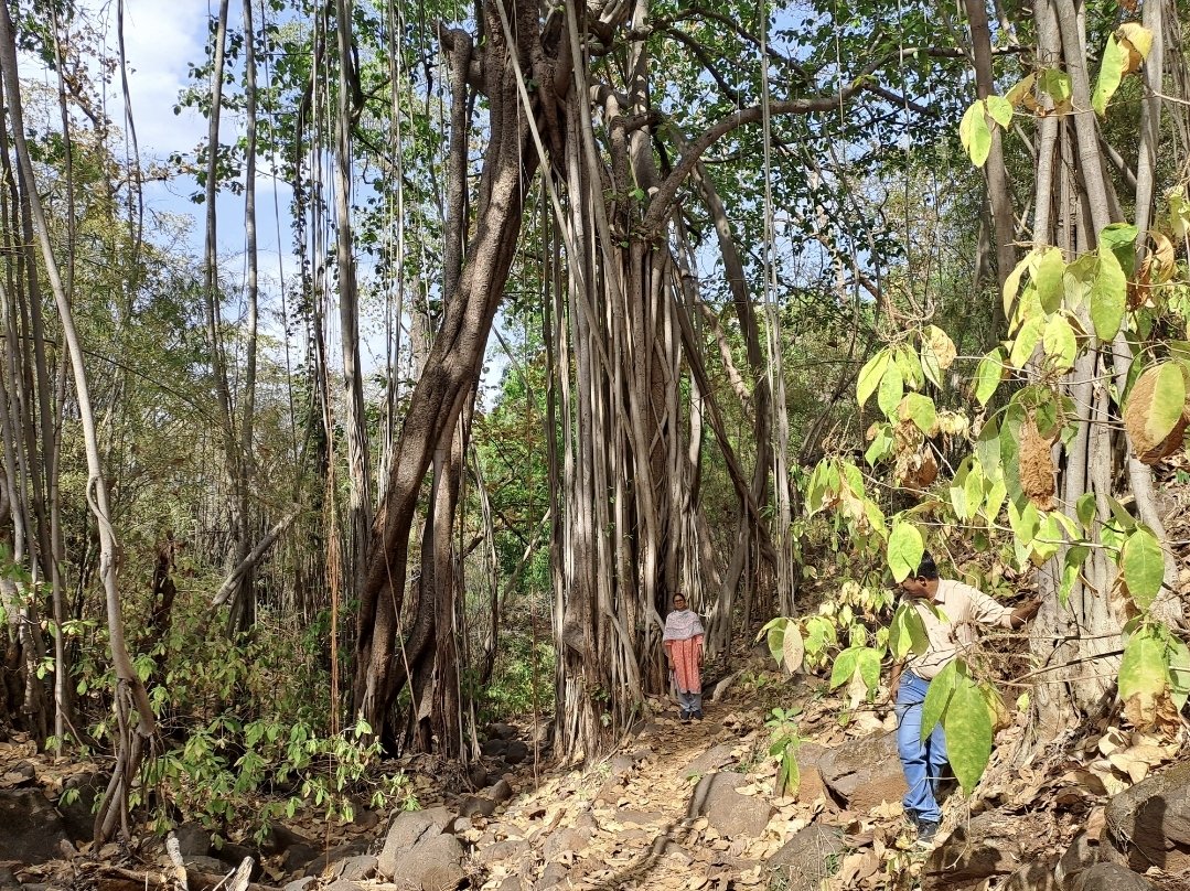 Even in scorching summers,
Visiting a magical land of wet forests, where trees bow to running streams,a quiet machan awaits its Forest Watchers & lianas try to outgrow one another..
#MelghatTigerReserve 
Somewhere in #SipnaWLDiv,
DCF @DivyaIFS, RFO Avinash @rfo_Avi205