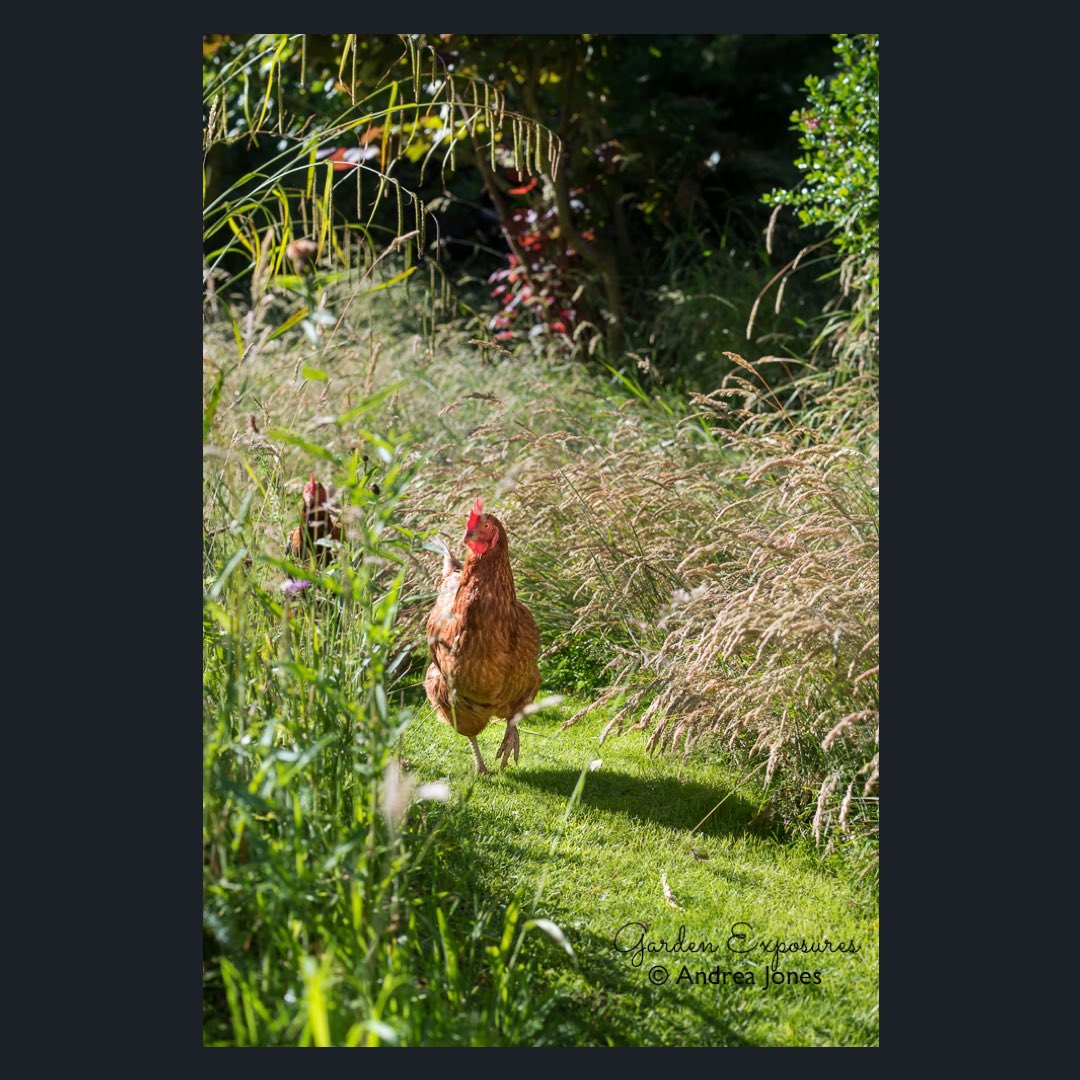 Garden Exposures Photography © Andrea Jones tweet media