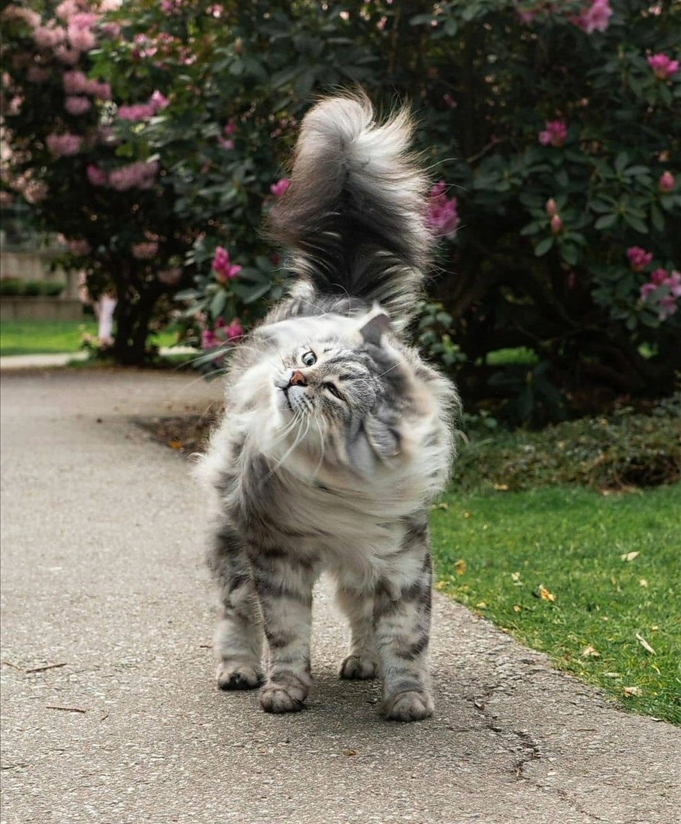 Friday again... 🐯🌸🌼💚🍀