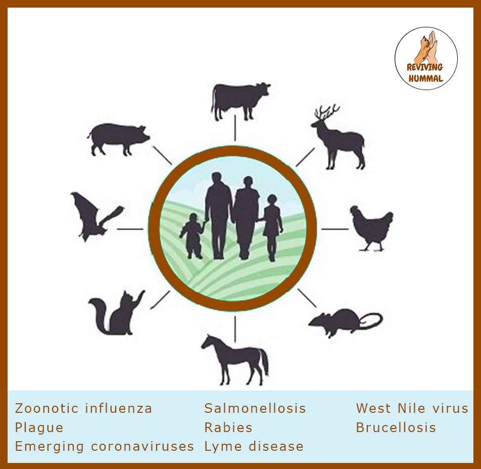 RevivingHummal's tweet photo. The health of humans and animals is closely interconnected, and the health of one can affect the other.  zoonotic diseases are infectious diseases that can spread from animals to humans, causing significant public health risks. 
#worldhealthday2023 #AnimalHealth #ZoonoticDiseases https://t.co/UAyxxAW3bT