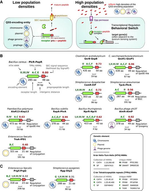 EvolvedBiofilm's tweet photo. Large-Scale Identification of Known and Novel RRNPP Quorum-Sensing Systems by RRNPP_Detector Captures Novel Features of Bacterial, Plasmidic, and Viral Coevolution

-in @MolBioEvol by Charles Bernard et al from Eric Bapteste

#Firmicutes #Bacillota #Rap 

https://t.co/Y7mGEJ3iB9 https://t.co/KgyTcjV0iT