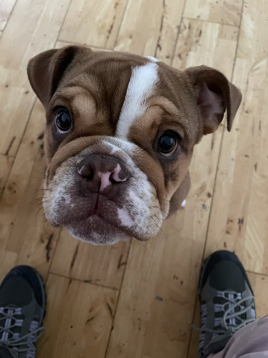 karamelykaren67's tweet image. The walking boots are on…. Marnie is ready… join us Carnon Methodist Community hub at 9.30 as we begin our Walk of Witness. Churches from across our communities coming together on this Good Friday. All welcome @TruroTeam @churchwarden67 @EleBuckley #CTUTC @CtcMissioner