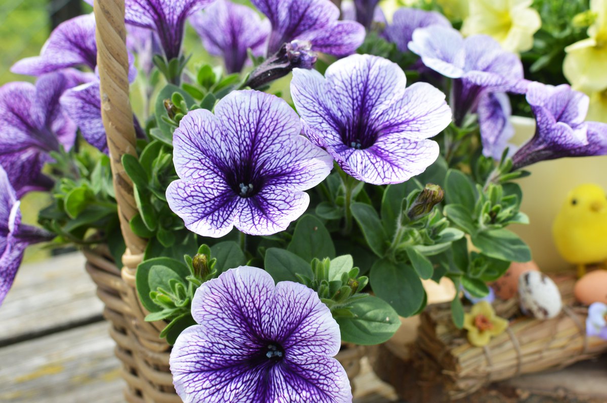 Easter weekend is here and we will be treated with lots of sunshine! Organizing a brunch? Try decorating the table with Petunia Tea! This beautiful bloomer will spring into any garden in no time. And to make it even better, after Easter you can enjoy them all summer long. ☀