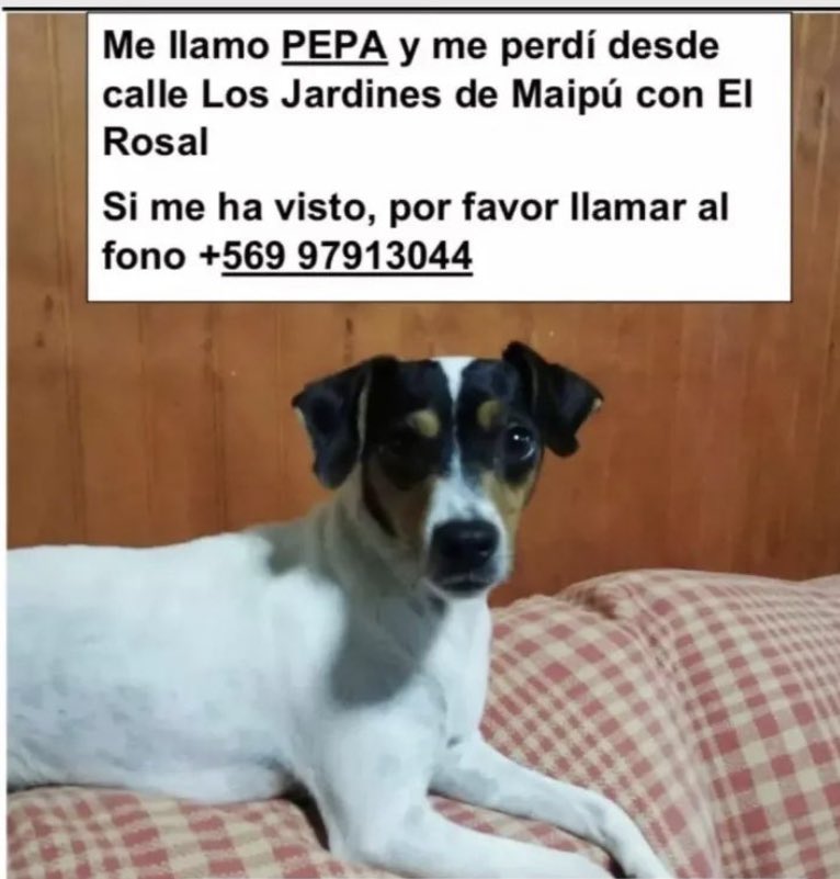 Terrier Chileno 🇨🇱 tweet media