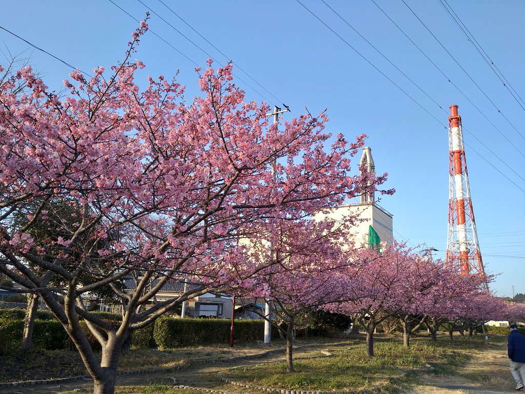 love_cafe_'s tweet photo. 今年見に行った桜まとめ🌸
いわき市小名浜の河津桜
日立駅前の伊豆多賀赤（イズタガアカ）
福島県矢祭町の戸津辺の桜
福島県棚倉町の花園しだれ桜
それと日立かみね公園の夜桜がライトアップされていて夜景も一望でき最高のロケーションでした。（スマホを忘れるという失態を冒し画像なし💦） https://t.co/QrjWh5cBTK