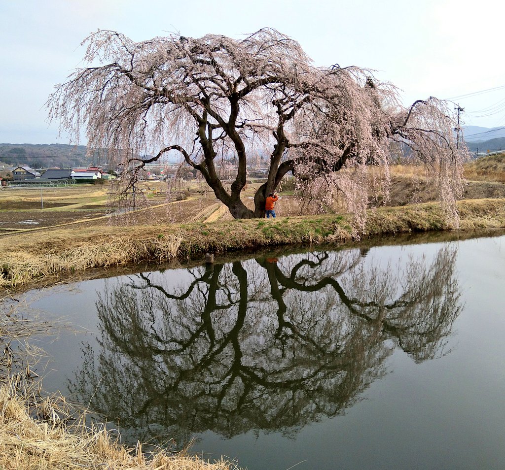 love_cafe_'s tweet photo. 今年見に行った桜まとめ🌸
いわき市小名浜の河津桜
日立駅前の伊豆多賀赤（イズタガアカ）
福島県矢祭町の戸津辺の桜
福島県棚倉町の花園しだれ桜
それと日立かみね公園の夜桜がライトアップされていて夜景も一望でき最高のロケーションでした。（スマホを忘れるという失態を冒し画像なし💦） https://t.co/QrjWh5cBTK