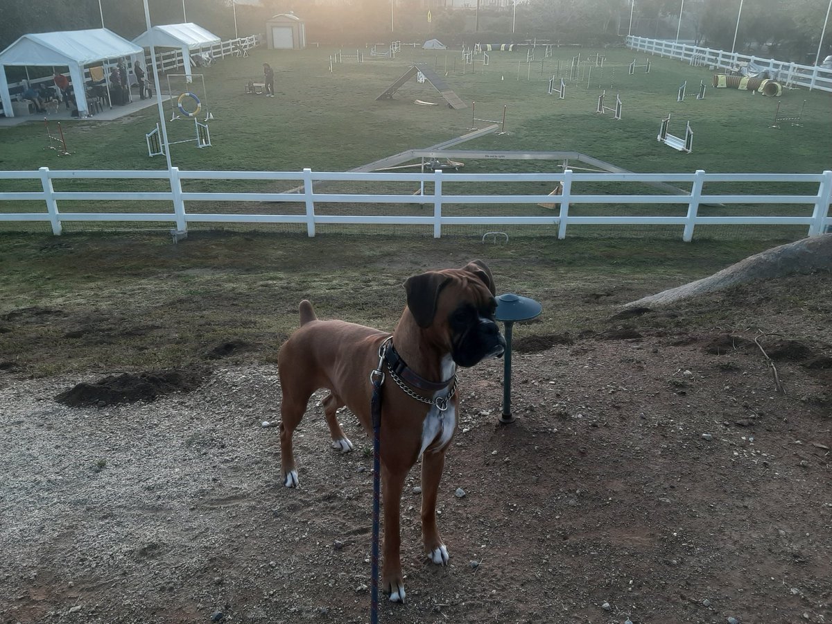 StonersGuideTo's tweet photo. HotBox did excellent on the course, perfect on weave poles and made all her crosses and contacts.
 So happy https://t.co/g1DUeCAjsS