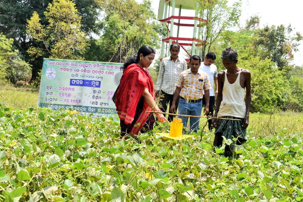 Somanath1982's tweet photo. #SolarLightTrap #YellowStickyTraps are being used by farmers of Paikmal block in Moong and Biri crops under #RiceFallowManagement program...
@arvindpadhee Sir @DMBargarh Madam @krushibibhag @OASA_odisha https://t.co/mehqyoG21e