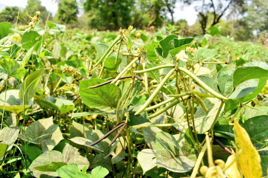 Somanath1982's tweet photo. #SolarLightTrap #YellowStickyTraps are being used by farmers of Paikmal block in Moong and Biri crops under #RiceFallowManagement program...
@arvindpadhee Sir @DMBargarh Madam @krushibibhag @OASA_odisha https://t.co/mehqyoG21e