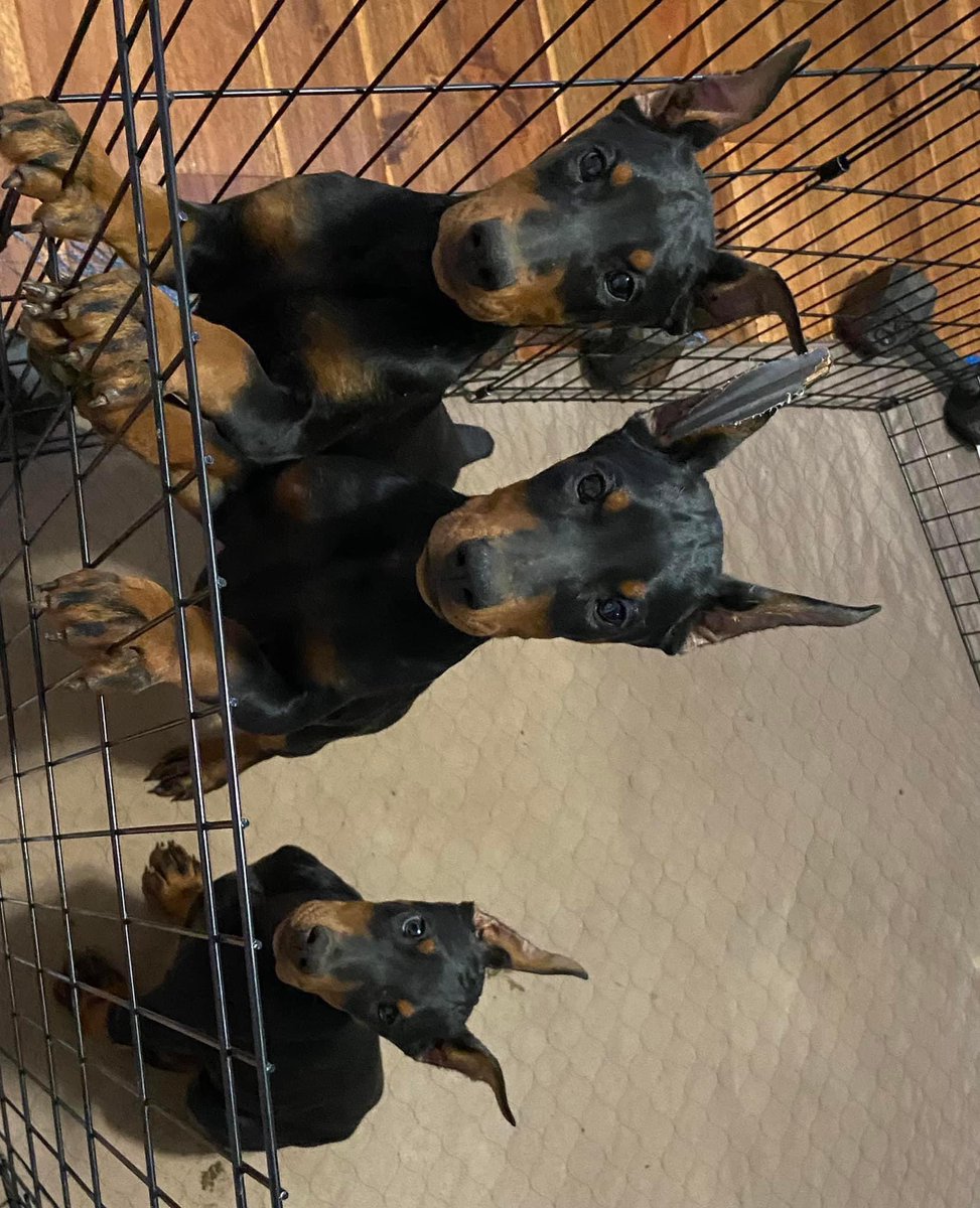 ewebb6912's tweet photo. @KingTut_90 AKC Doberman pups are 15 weeks and ready for their forever home. 2 females available https://t.co/Plbh4MD2kr